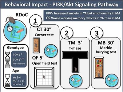 The Impact of the PI3K/Akt Signaling Pathway in Anxiety and Working Memory in Young and Middle-Aged PDK1 K465E Knock-In Mice